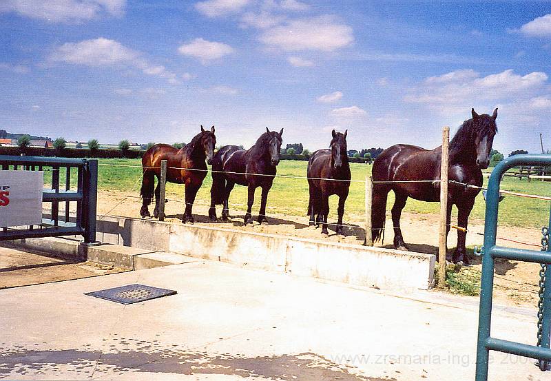0017.jpg - In de strohoeve “paardenstoeterij” van de hr Willy Naessens in het hartje van Elsegem, een deelgemeente van Wortegem_Petegem.