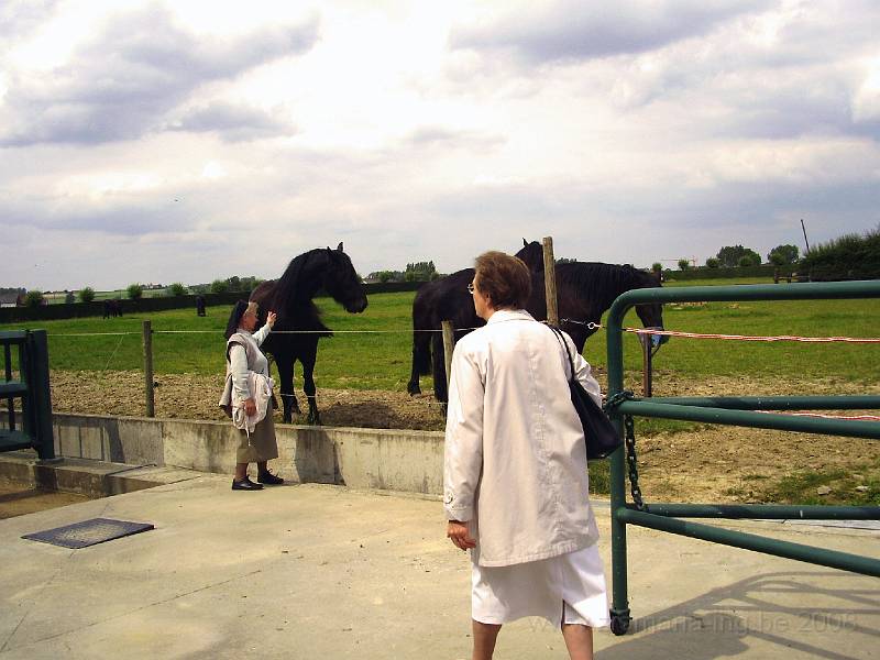 0020.JPG - In de strohoeve “paardenstoeterij” van de hr Willy Naessens in het hartje van Elsegem, een deelgemeente van Wortegem_Petegem.