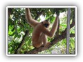 0183 de aap van Pr. Hung