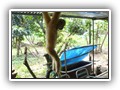 0184 de aap van Pr. Hung