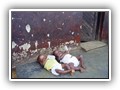 0058 Weeskinderen tweeling bunia