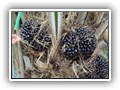 016 Tuin vruchtbare boom