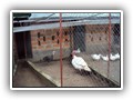 020 Boerderij van Zr Maria