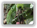 17 Bananen tuin Zr Maria